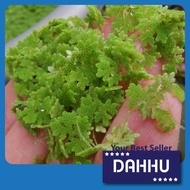 Azolla HYBRID Benih Azola microphylla microfila Mosquito Fern Aquatic Floating Plant pokok hidup kia