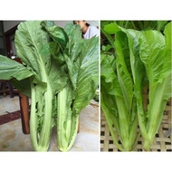 Biji Benih Hakka Sweet Mustard (20 seeds) / Hakka Sweet Mustard Seeds