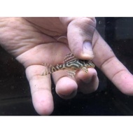 PLECO L333 KING TIGER PLECO terlaris