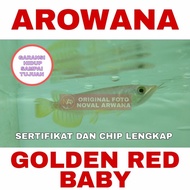 SALE TERLARIS !!! IKAN ARWANA / AROWANA GOLDEN RED ANAKAN / BABY