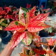 Tanaman Hias aglaonema / Aglonema Legacy merah / Tanaman Aglonema