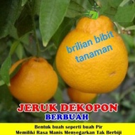 bibit tanaman buah jeruk dekopon pohon jeruk dekopon kondisi berbuah
