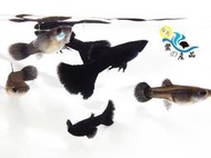 純品系 黑木炭孔雀魚 (一對) 純品系孔雀魚專區 活體宅配 戶外飼養