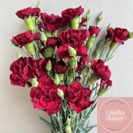 CARNATION ANYELIR BUNGA POTONG FRESH BUNGA SEGAR TANGERANG BSD GS - M