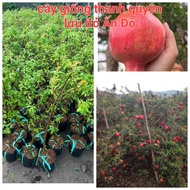 CÂY GIỐNG LỰU ĐỎ ẤN ĐỘ 50cm den 1m