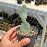 Cactus Opuntia Blue Robusta