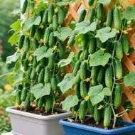 Fruit Cucumber Seed Four Seasons Good Planting Balcony Potted Plant Spring Autumn Cucumber Seed Dry 