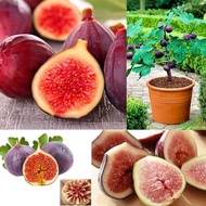 ต้นมะเดื่อฝรั่ง มะเดื่อ มะเดื่อฝรั่ง เมล็ดพันธุ์ Figs Seeds 200Pcs ต้นพันธุ์ผลไม้ บอนไซ บอนไซ ต้นไม้