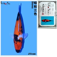 Koi Import Showa Import Farm ISA IKAN KOI Impor Jepang Murah