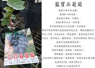 心栽花坊-藍寶石葡萄/4吋/嫁接苗/葡萄品種/水果苗/售價2200特價1700
