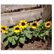 Dwarf sunflowers SEED (Helianthus annuus )