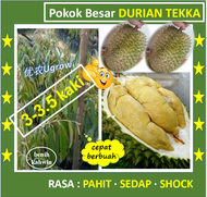Pokok Besar Durian TEKKA (3.0-3.5 kaki) D160 竹脚 榴莲苗 Sapling Durian Tekka D160