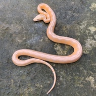 Retic / retic tiger motley albino lavender / retic albino / reticulatus / python