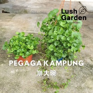 Pegaga Kampung / Pennywort 崩大碗 150mm Pot Herb Live Plant Ulam [Lush Garden]