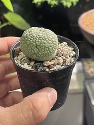 擬蹄玉 （多肉 塊根 觀葉 植物）