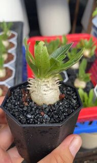 蕙比大黑(多肉植物，塊根植物，球根植物，龍舌蘭，大型多肉植物，仙人掌，仙人球，仙人頭，石化，綴，菊水，海鮮，室外，戶外，夠光)
