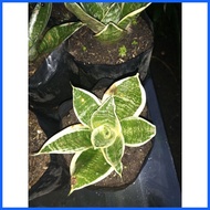 ◱ ๑ ✟ DWARF SNAKE PLANT FOR SALE