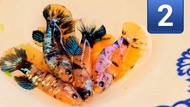 ปลากัดเยลโล่กาแลคซี่ 1 ตัวเมียสุ่มและเลือก🌟พร้อมผสมพันธุ์❤️ Bettafish❤️ปลากัดสวยงาม ปลากัดไทย ปลากัดอาชีพ ปลากัดเยลโล่กาแลคซี่🌟ปลากัดเลี้ยงโชว์ สวยๆ 1 ตัวเมีย ขนาด 1.2-1.5