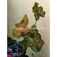 THEZALFAS GARDEN - KELADI BUTTERFLY / BUTTERFLY CALADIUM