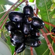 Bibit Juwet Hitam Buah Terlangka Dan Termahal Saat Ini