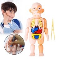 BAROKAHGAMIS Educational Toys Human Body Anatomy Human Organ Anatomy Learning Model
