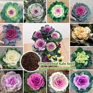 150 Seeds Assorted Ornamental Kale Flower Seeds Benih Pokok Bunga Mixed Cabbage Seeds Flowering Plant Seed Bonsai Seeds