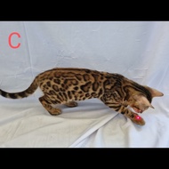 Kucing Bengal lepas non PED dari indukan PED line Brown Charcoal