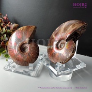 HOJB Madagascar Ammonite Prosperity Color Shell Feng Shui Ornament 100-110mm 聚寶軒马达加斯加斑彩发财螺"六六大顺"招财风水