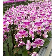 Mix and match 3 pot@$66. Phalaenopsis orchids 1.5 to 2 ft tall, in small black plastic holder.