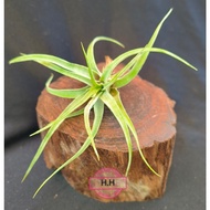 Airplant T.Streptophylla x Novakii Tumbuhan Udara Tillandsia空气草 空气凤梨 霸王