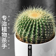 Cactus Potted Plant Indoor Flower Cactus Computer Desktop Green Plant Small Potted Plant Cute Succul