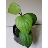 ☇●№Paminta / Black Pepper (Local PH & Hybrid Imported Paminta) Plant Live Rooted