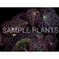 【HIDINGNATURE】 Begonia fulgurata (rare)