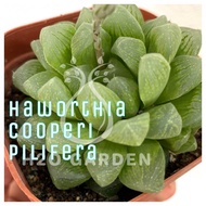 H2O - Haworthia Cooperi Pilifera 玉露 Succulent Plant Live Plant