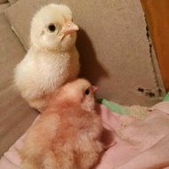 Telur tetas ayam MERAWANG YUDISTIRA dwiguna fresh siap ditetaskan/fertil