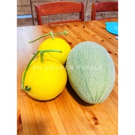 ZH GOLDEN PETALS - HAMI MELON / BUAH MELON