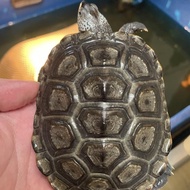 DBT CENTRATA SIZE SUB ADULT DIAMONDBACK TERRAPIN MAINAN ANAK