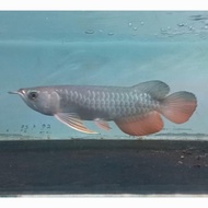 Terbaru Arwana Golden Red 30 Cm. Ikan Arwana GR HB. Ikan Predator.