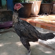 Ayam Betina Pencetak Bulbi Magon Mangon Pakhoy Asel Ganoi Shamo II