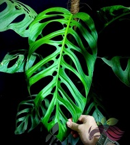 [Indoor Plant] Monstera Esqueleto Rare Plant by LS Group