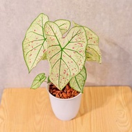 草莓之星 彩葉芋 日式塑陶盆 室內植物 觀葉植物 禮物 辦公室小物
