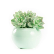 Hua Qin Succulent Plant Succulent Novice Package Succulent Plants Pot Combination Set Succulent Succulent Office Mini Fl