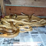 jali sulfur ptyas mucosus sulfur warna cerah2 size jumbo jumbo
