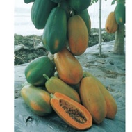 5/10  Biji Benih - Taiwan Red lady Papaya Betik Renek 矮生大果红妃木瓜种子