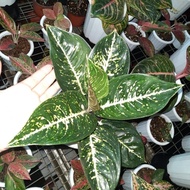 Promo bibit bonggol aglonema reina putih / aglaonema reina putih