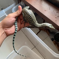 Varanus doreanus pastel phase
