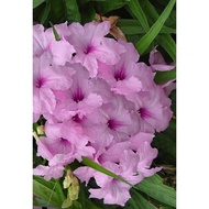 Pokok Pink Ruellia dalam polybag