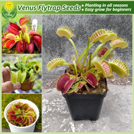 เมล็ดพันธุ์ วีนัส ฟลายแทรป บรรจุ 50เมล็ด Venus Flytrap Plant Seed Carnivorous Plants บอนสี เมล็ดดอกไม้ บอนไซ ต้นไม้ประดับ ต้นไม้มงคล ต้นไม้ฟอกอากาศ เมล็ดบอนสี บอนสีพันหายาก บอนสีสวยๆ ต้นบอนสีแปลกๆ พันธุ์ดอกไม้ แต่งสวน ปลูกง่าย คุณภาพดี ราคาถูก ของแท้ 100%