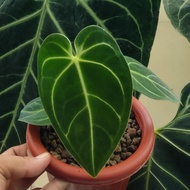 anthurium regale