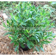 Floor Small Potted Plant Decorations Simulation Camellia Fake Leaves Tea Leaves Tea Trees Tea Leaves
